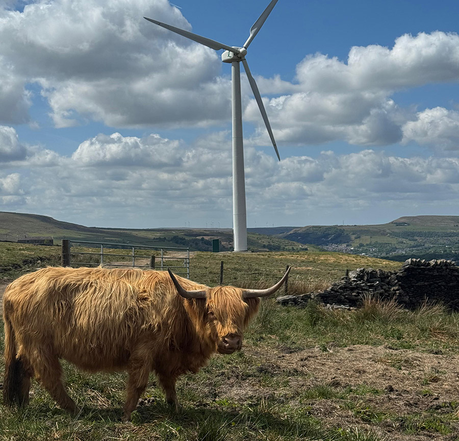 A wind turbine with a highland cow in the foreground